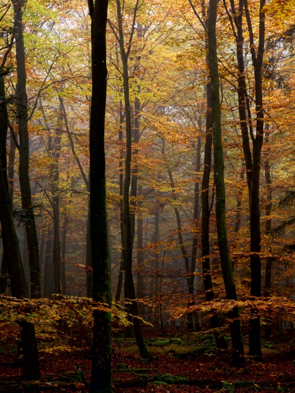 Herbst im Wald