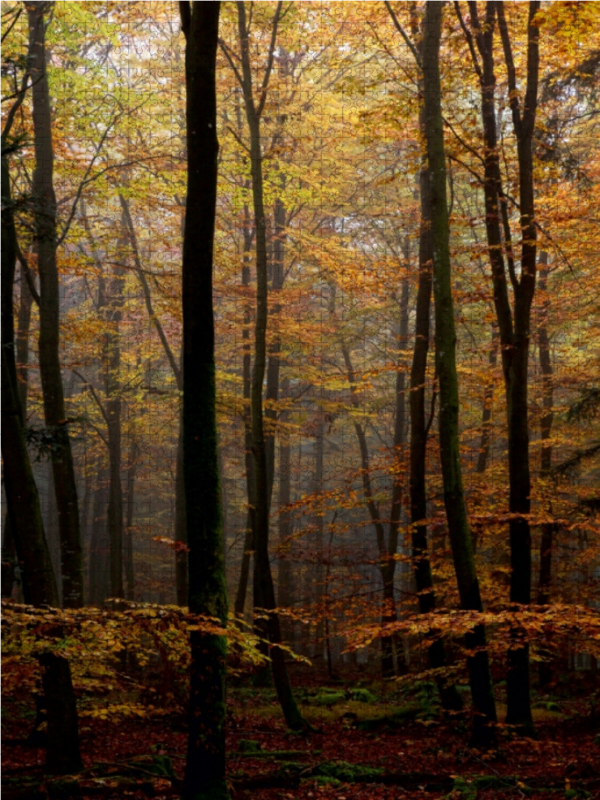 Herbst im Wald