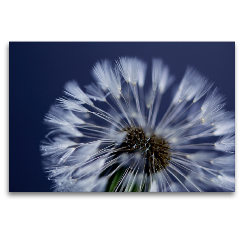 Pusteblume