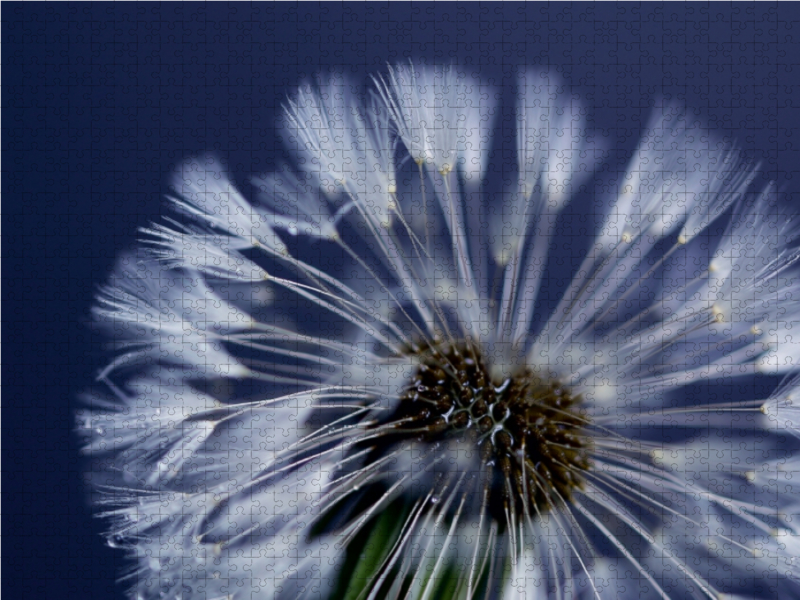 Pusteblume