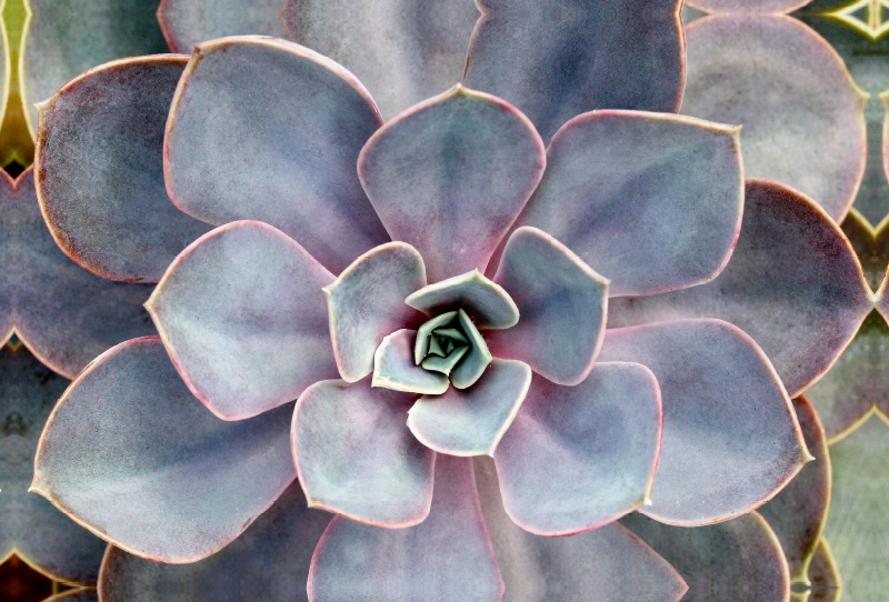 Echeveria gibbiflora