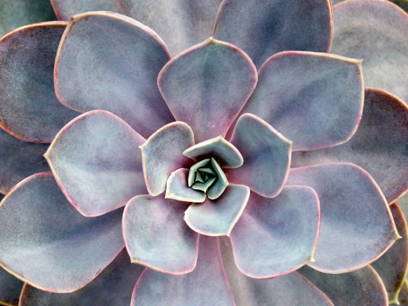 Echeveria gibbiflora