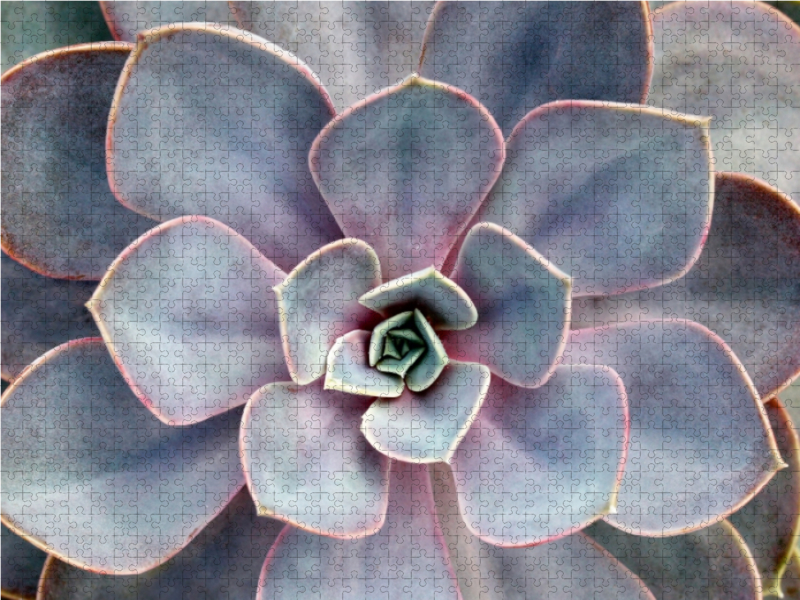 Echeveria gibbiflora