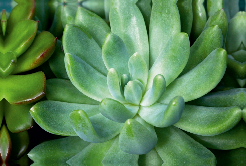 Echeveria scheideckeri