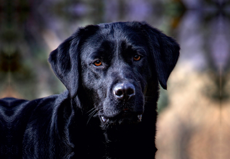 Labrador Retriever - Treue Begleiter