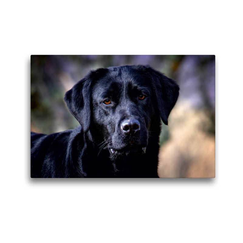 Labrador Retriever - Treue Begleiter