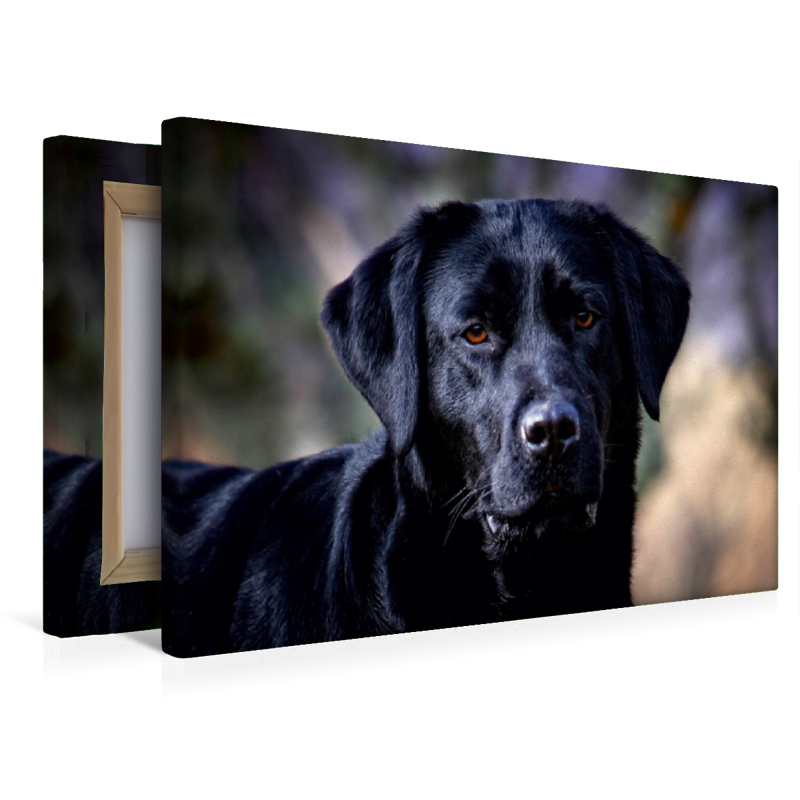 Labrador Retriever - Treue Begleiter