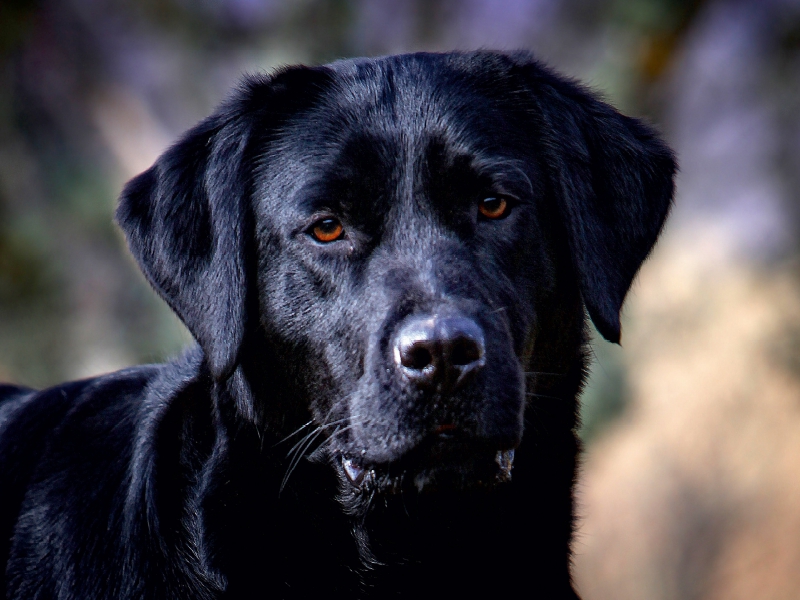 Labrador Retriever - Treue Begleiter