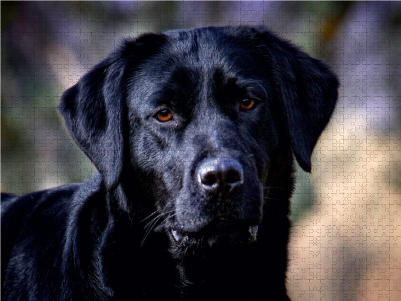 Labrador Retriever - Treue Begleiter