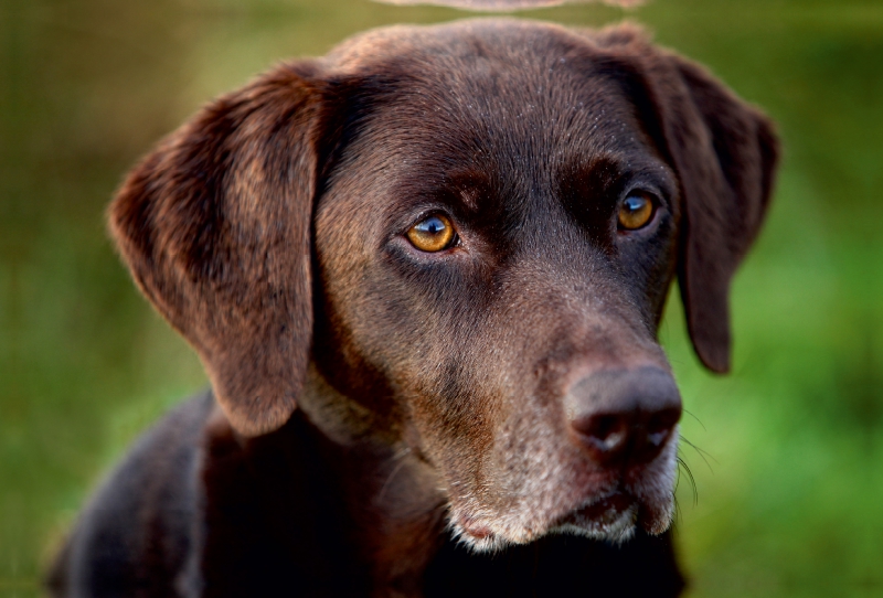 Labrador Retriever - Treue Begleiter