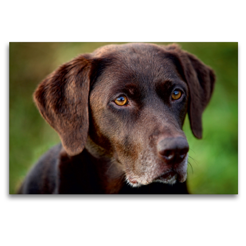 Labrador Retriever - Treue Begleiter