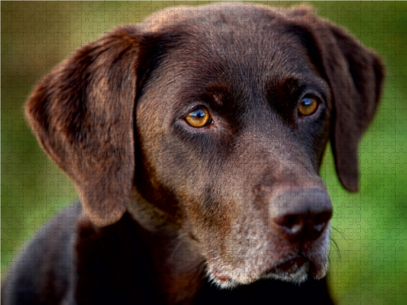 Labrador Retriever - Treue Begleiter