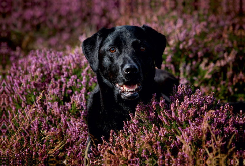 Labrador Retriever - Treue Begleiter