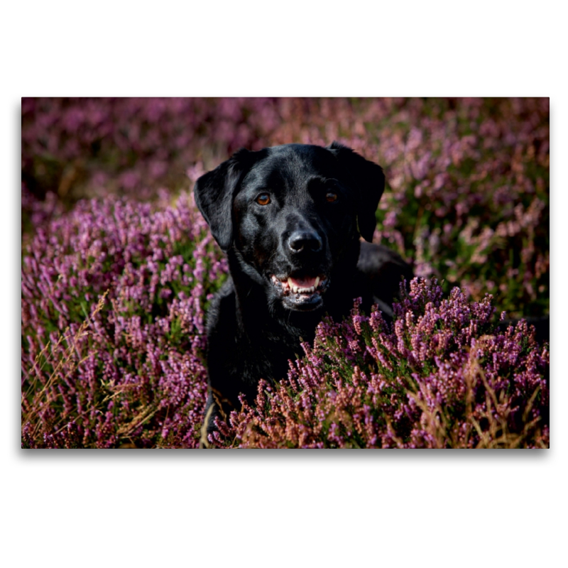 Labrador Retriever - Treue Begleiter