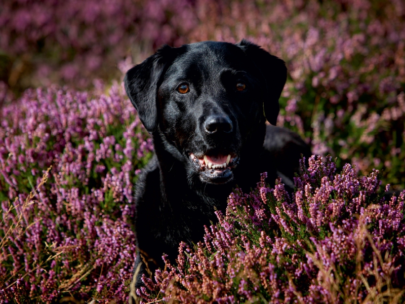 Labrador Retriever - Treue Begleiter