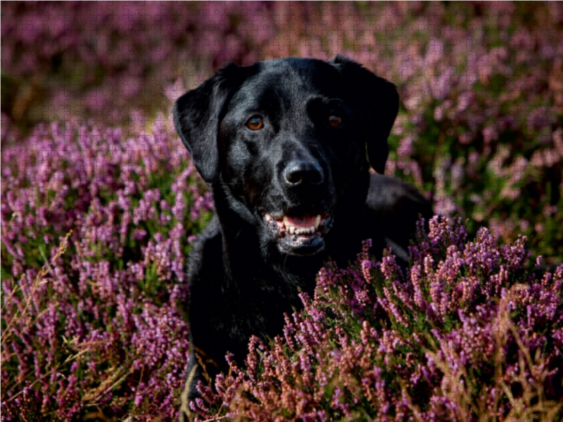 Labrador Retriever - Treue Begleiter