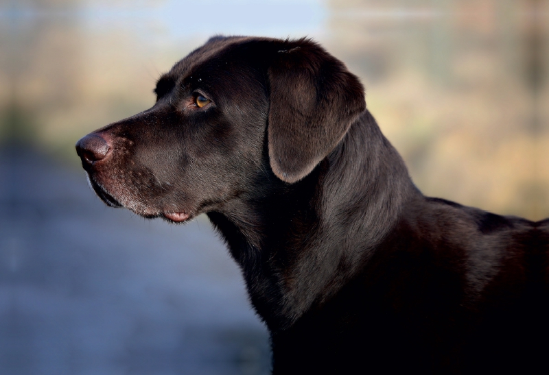 Labrador Retriever - Treue Begleiter