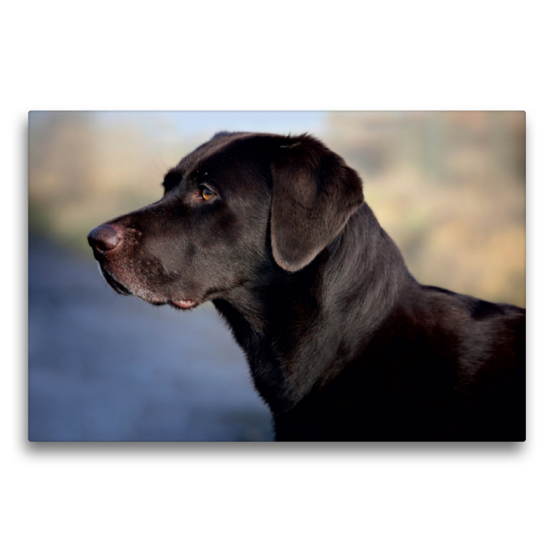 Labrador Retriever - Treue Begleiter