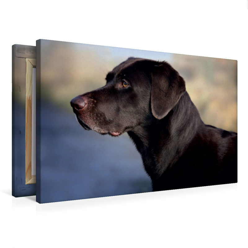 Labrador Retriever - Treue Begleiter