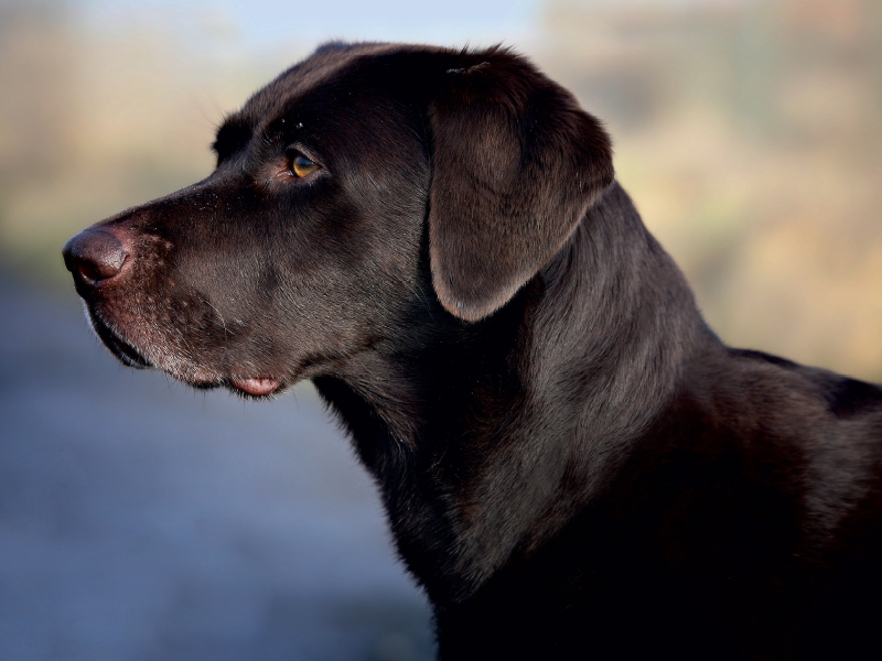 Labrador Retriever - Treue Begleiter