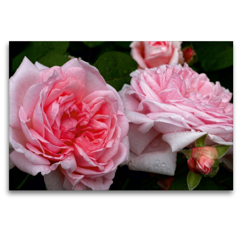 Englische Rose in Rosa