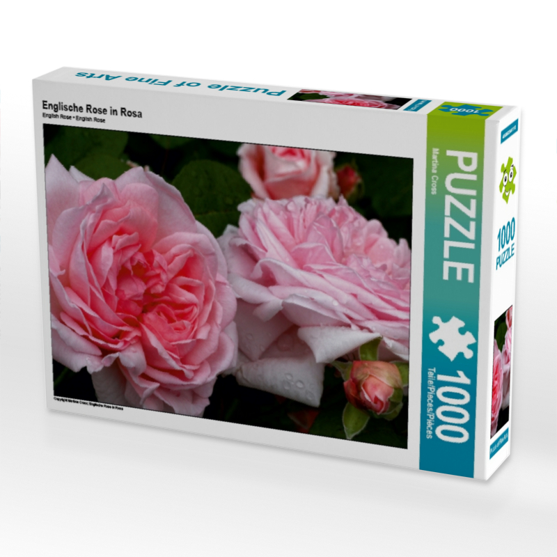 Englische Rose in Rosa