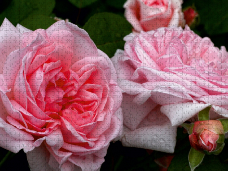 Englische Rose in Rosa