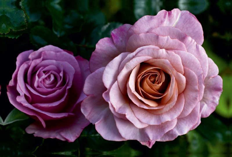 Wunderschöne Rosen