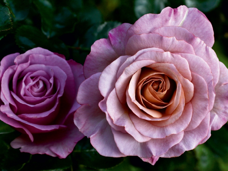 Wunderschöne Rosen