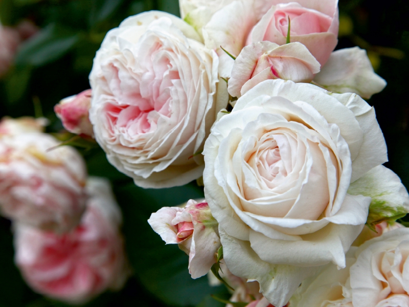 Rosen im Garten