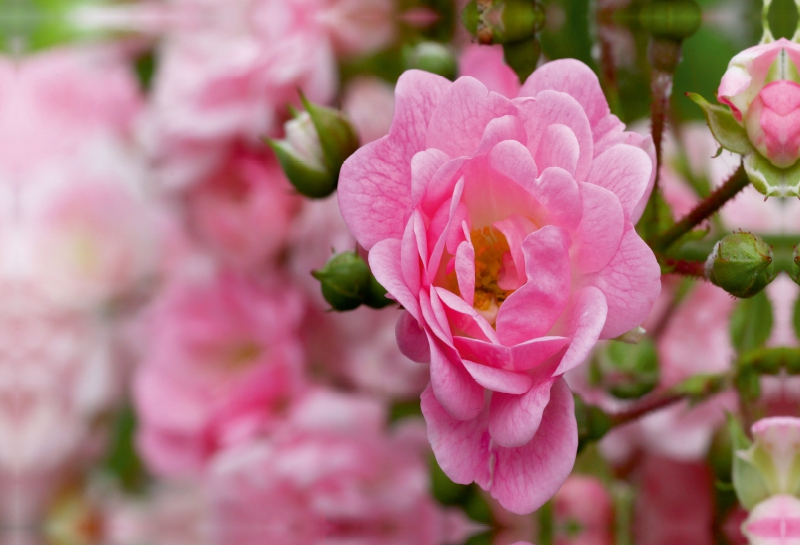 Rose - Königin der Blumen