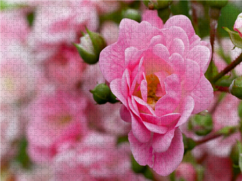 Rose - Königin der Blumen