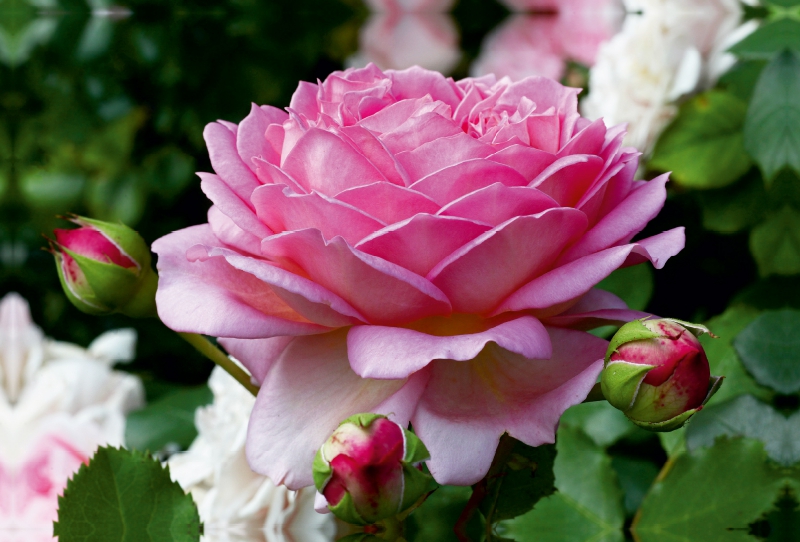 Englische Rosen im Garten