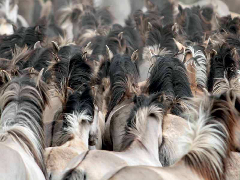 Dülmener Wildpferde - Gefährdete Nutztierrasse