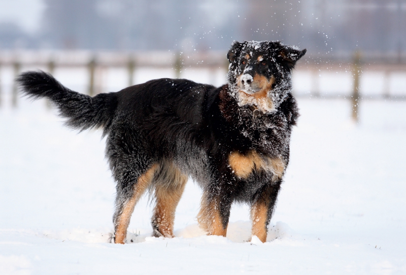 Hovawart - Spass im Schnee