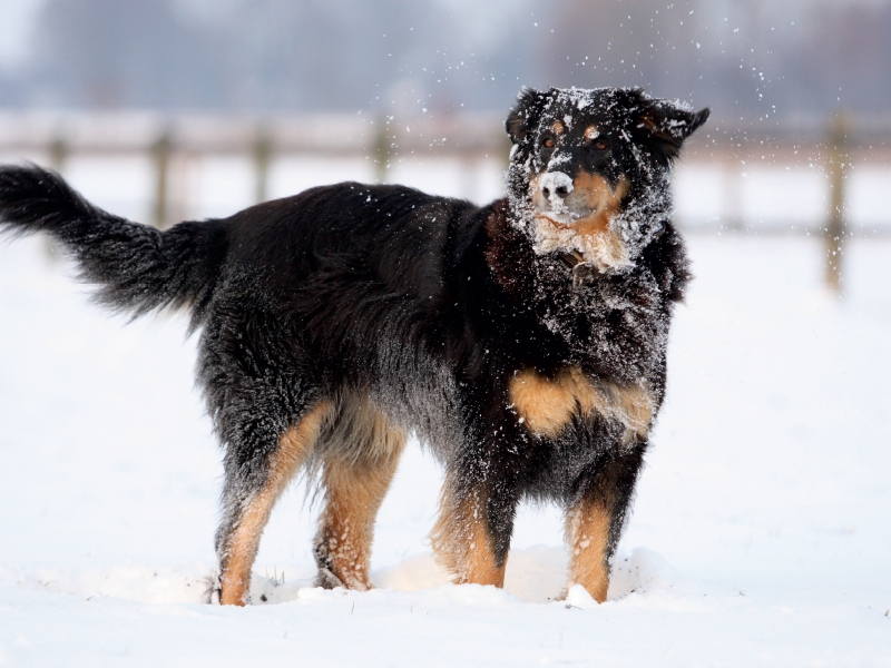 Hovawart - Spass im Schnee