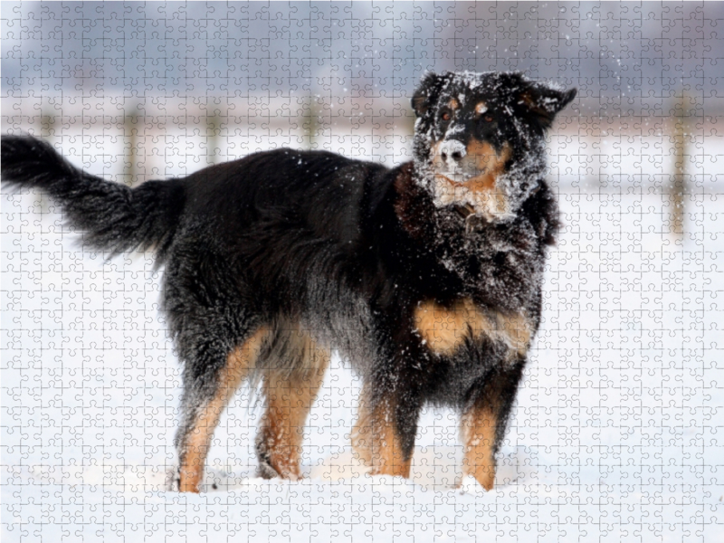 Hovawart - Spass im Schnee