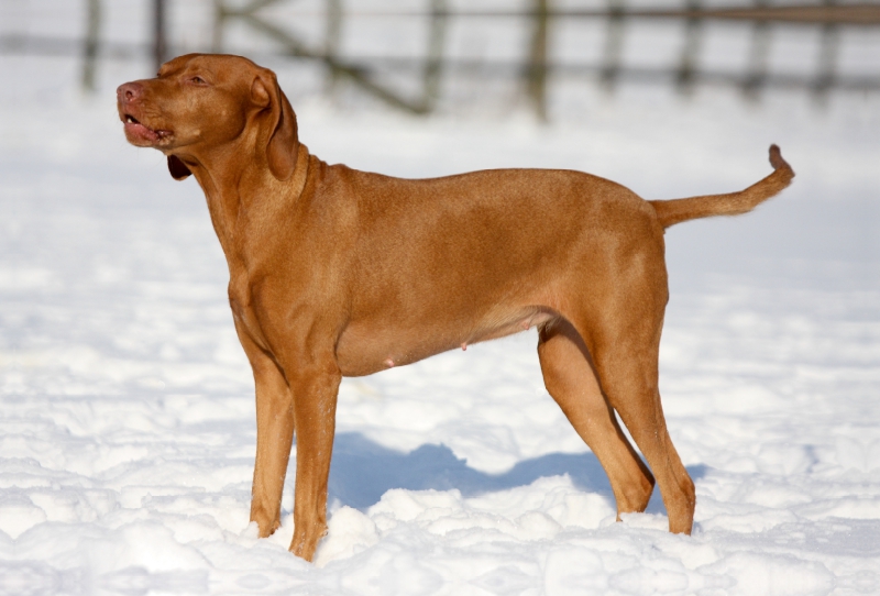 Magyar Vizsla -  Wintermotiv