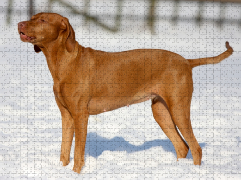 Magyar Vizsla -  Wintermotiv