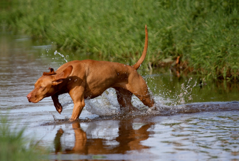 Jagdfieber