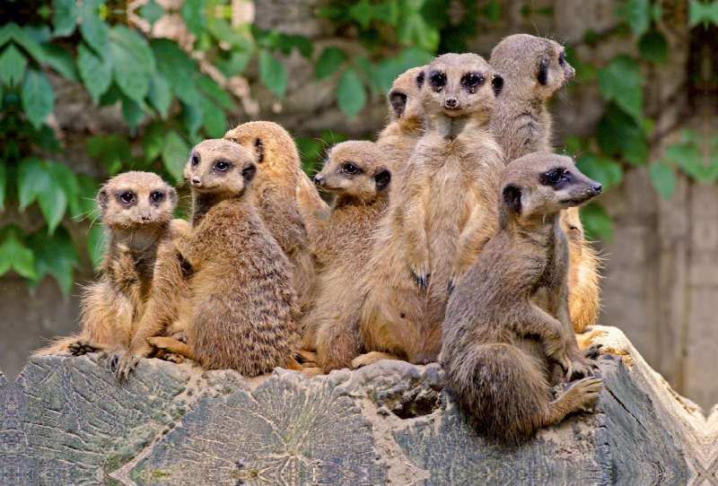 Familienbande Erdmännchen