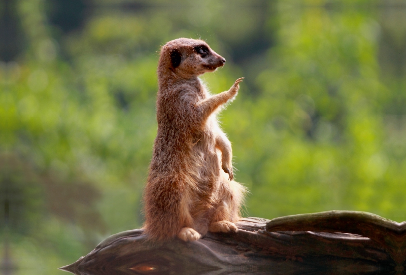 Halt Stop - ich habe alles im Blick!