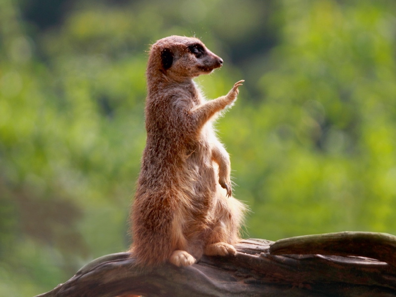 Halt Stop - ich habe alles im Blick!