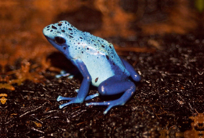 Blauer Baumsteigerfrosch