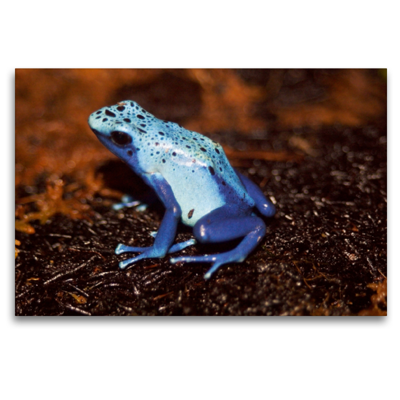 Blauer Baumsteigerfrosch