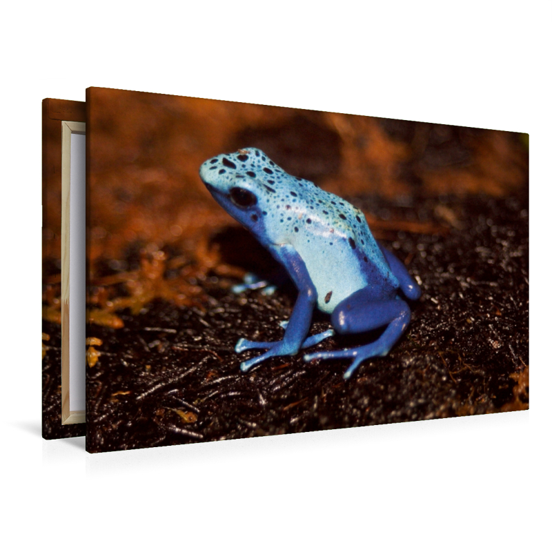 Blauer Baumsteigerfrosch