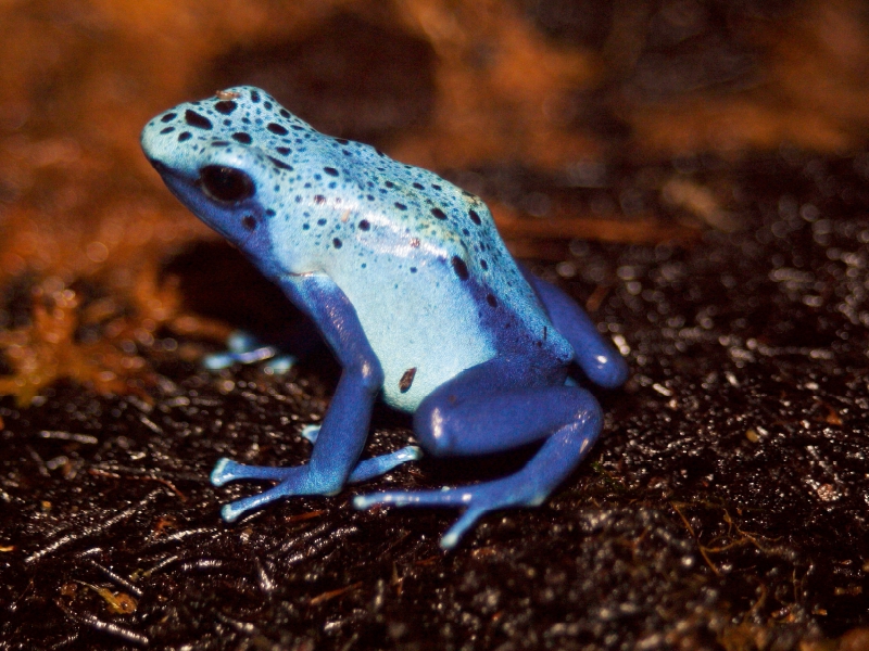 Blauer Baumsteigerfrosch