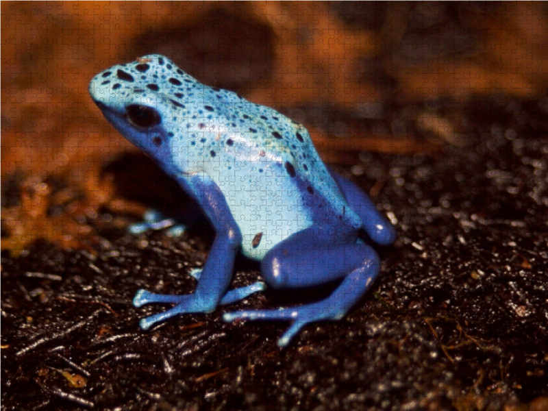 Blauer Baumsteigerfrosch