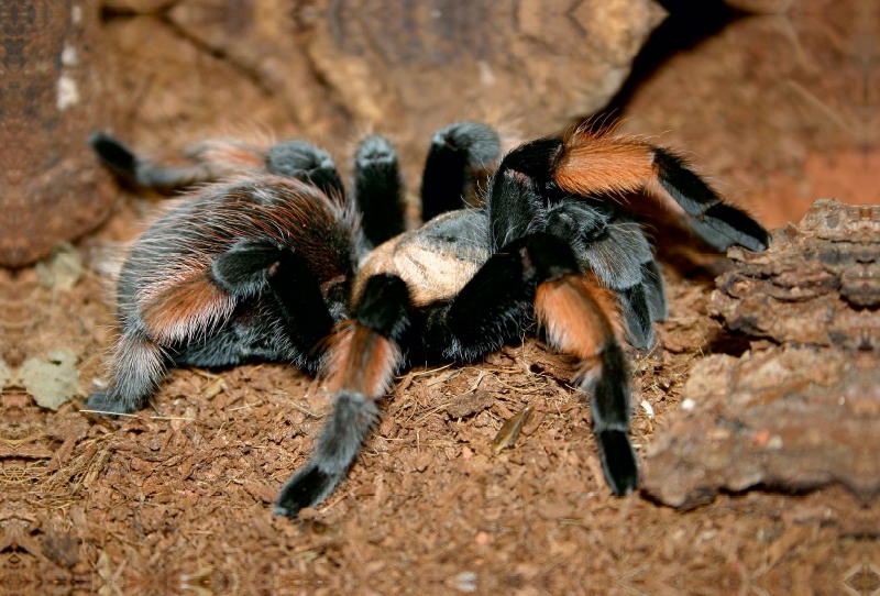 Mexikanische Rotknie-Vogelspinne