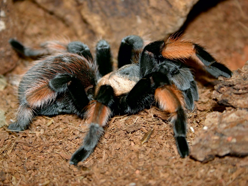 Mexikanische Rotknie-Vogelspinne